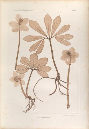 Image Physiotypia plantarum austriacarum